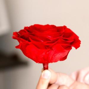 Buy cheap New Technique Preserved Rose Handmade Real Forever Giant Rose from wholesalers