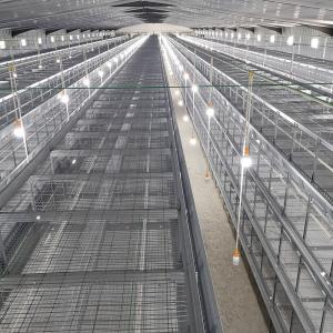 Silver Star Breeding H Type Broiler Cage 3 / 4 Layer Can Be Customized Chicken