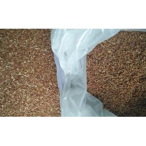 Selector Rice Processing Machine 10 Chutes 640 Channels