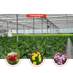 Buy cheap Vegetable Farming Solution 8-60m Customizable Size Agricultural Tunnel Greenhouse with Rolling Bench and Irrigation System from wholesalers