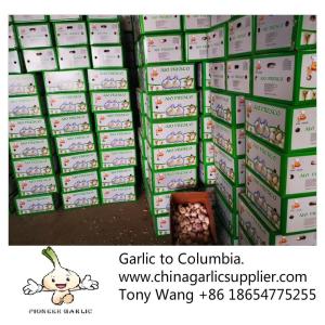 Buy cheap 2019 China garlic to Columbia. new crop with good price. from wholesalers
