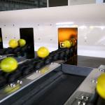 Buy cheap Orange Sorting Machine With Internal Detection Beyond General Grading Sizing And Weighing from wholesalers