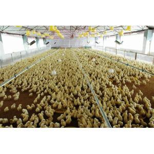 Buy cheap Reusable Qualified Safety And Utility Fabricated Steel Chicken Shed Systems from wholesalers