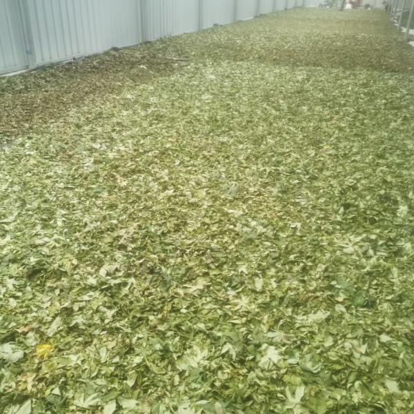 Buy cheap Raspberry Leaf Can Lower Blood Lipid Levels, Blood Sugar Levels, and Delay Aging. It Has No Any Toxic Side Effects from wholesalers