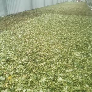 Buy cheap Raspberry Leaf Can Lower Blood Lipid Levels, Blood Sugar Levels, and Delay Aging. It Has No Any Toxic Side Effects from wholesalers