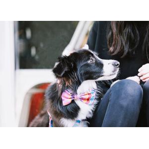 Buy cheap 6cm Purple Kitten Cat Puppy Bow Tie Collar And Lead Set Small Medium from wholesalers