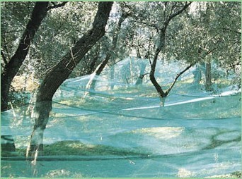 Buy cheap Hdpe Anti UV Olive Harvesting Nets , Agriculture Fruit Collecting Net from wholesalers