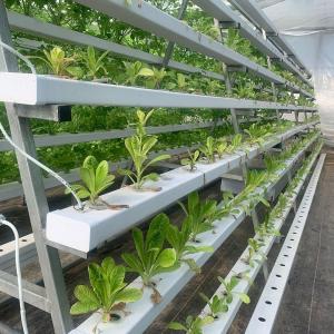 Buy cheap Vertical Farming Shipping Container Greenhouse with Hydroponics and Steel Structure from wholesalers