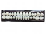 Buy cheap Material Dental Acrylic Resin Teeth Tooth Colored Acrylic Resin Teeth For Dentures from wholesalers