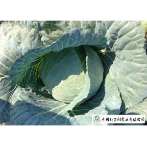 Buy cheap Own Plantation Sweet Fresh Green Cabbage , Delicious Small Head Cabbage from wholesalers
