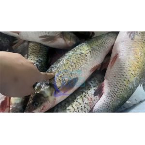 Buy cheap Automatic Electric Fish Scale Machine SUS304 Material Stable from wholesalers