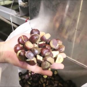 Labor Saving 3.3 Tons per Hour Chestnut Sorting Machine with Deep learning