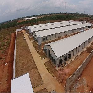 Buy cheap H Beam Steel Structure Poultry House with Bolts Connection from wholesalers