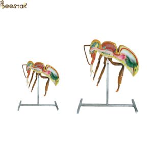 Buy cheap Apiculture Tools Beekeeping Equipment 60cm 110cm Height bee anatomy model from wholesalers