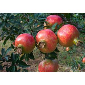 Pomegranate (Punica granatum) polyphenols 35%,40%,60%/Pomegranate Extract with