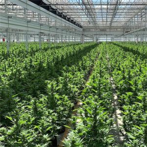 Buy cheap 30*100Ft High Tunnel Automated Greenhouse Blackout Systems Kit from wholesalers