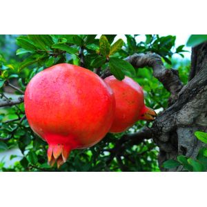 Pomegranate (Punica granatum) polyphenols 35%,40%,60%/Pomegranate Extract with