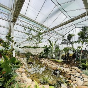 Buy cheap JX-A00259 Chinese Origin Hydroponic Glass Greenhouse for Flower Cultivation at Affordable from wholesalers