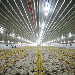 Galvanized C Z Steel Poultry Farming Structures