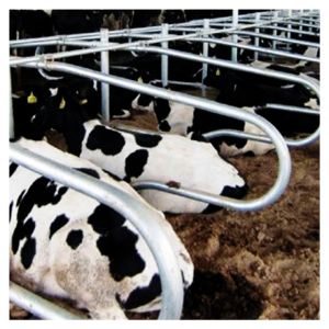 Buy cheap Height 95cm Free Stall Barn Rust Proof For Dairy Farm from wholesalers