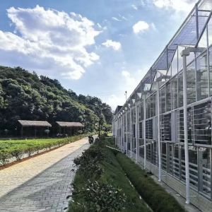 Glass Greenhouse Hydroponic Vegetable System for Maximum Water Efficiency