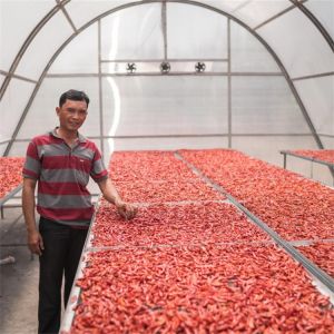Stable Structure Vegetable and Herb Drying Greenhouse with Advanced Ventilation