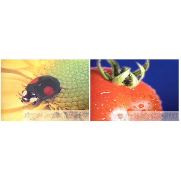 Quality LC-1050XH Snow snowflake effect UV Snow uv lamps uv curing machine cigarette and wine packing case for sale