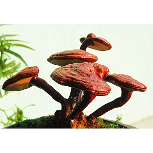 Buy cheap Hot sell reishi mushroom extract ganoderma lucidum extract reishi extract from wholesalers