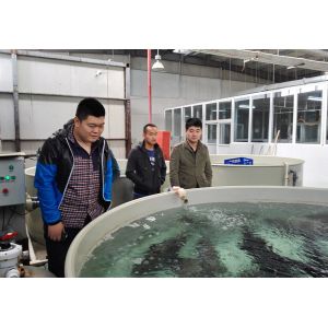 Buy cheap Automated Feeding Eco Friendly Ras Recirculating Aquaculture System Ras Fish product