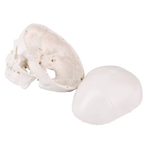 Buy cheap Medical Training 10cm Mini Human Skeleton Model , Plastic Skull Model from wholesalers