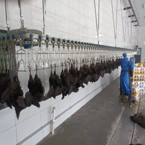 Buy cheap Electrical Heating Automatic Chicken Scalding Machine For Slaughtering Line from wholesalers