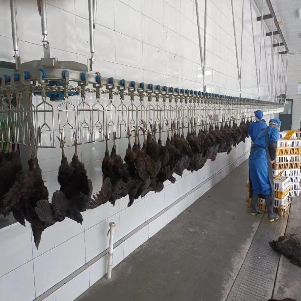 Quality Electrical Heating Automatic Chicken Scalding Machine For Slaughtering Line for sale