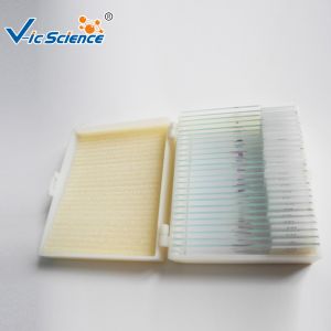 Buy cheap Beginners Microscope Glass Slides 12 Pcs Prepared Microscope Slides Set from wholesalers