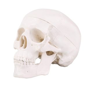 Medical Training 10cm Mini Human Skeleton Model , Plastic Skull Model