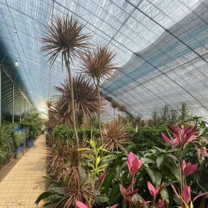 Buy cheap Customizable Vegetable Film Hydroponics Greenhouse System for Multi-Span Efficiency from wholesalers