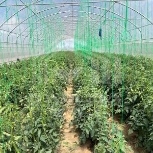 Buy cheap Customized Agricultural Tunnel Greenhouse With PE Film Covering from wholesalers