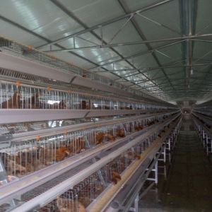 Buy cheap 96 Birds Chicken Farm Poultry Cage With Ventilation Cooling System from wholesalers