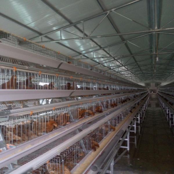 Quality 96 Birds Chicken Farm Poultry Cage With Ventilation Cooling System for sale