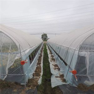 Buy cheap Polyethylene Film Tunnel Steel Frame Greenhouse Single Span Ground Inserted from wholesalers