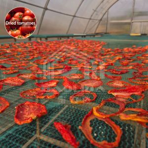 Buy cheap Baolida Solar Dryer Polytunnel Greenhouse PC Board For Vegetables Fruit from wholesalers