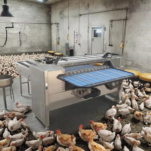 Quality Egg Sorting Grading Machinery Egg Sorting And Washing Machine Egg Sorter Machine for sale