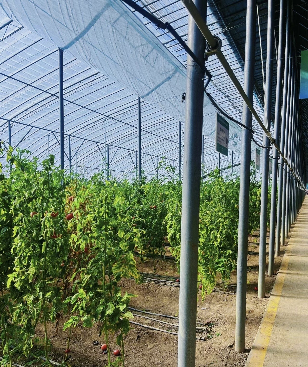 Buy cheap Multi-Span Tunnel Vegetable Production Greenhouse with 1 Square Meter Minimum Order from wholesalers