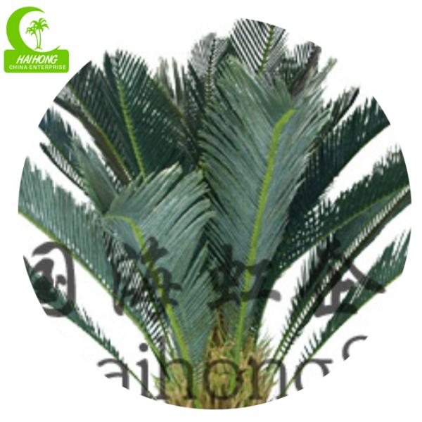 SAGO PALM