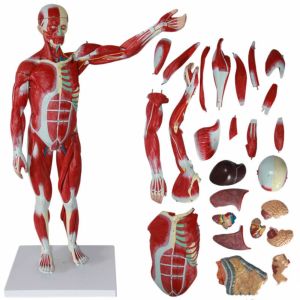 Buy cheap 30 inches 27-Part 1/2 Life Size Muscles Structure of The Body for Teaching Study Muscle Viscera Model from wholesalers