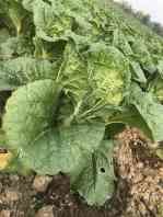 Buy cheap Clean Fresh Green Cabbage For Frying , Simmering And Mixing 2.5kg/Per from wholesalers