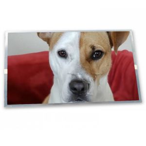 Buy cheap 800(RGB)*480 8 Inch A-Si TFT-LCD LQ080Y3LW01 LCD Module Display Quality Suppliers from wholesalers