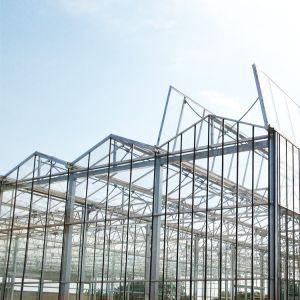 Buy cheap Galvanized Steel Frame Multi Span Venlo Glass Greenhouse Large Automatic from wholesalers