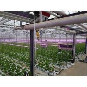 265V Indoor Vegetable Garden Lights Anodizing Red And Blue Led Lights For