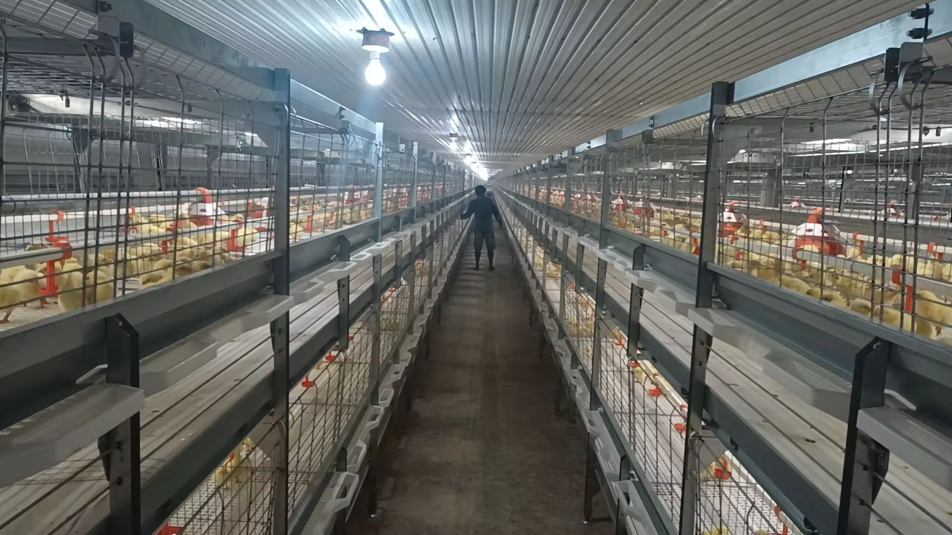Buy cheap Poultry House for Broiler, Layer & Breeder Farms – Prefabricated Steel Structure with Insulated Panels and Ventilation System from wholesalers
