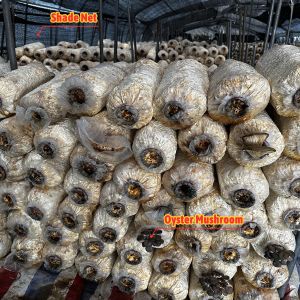 Buy cheap Manual or Electric Roll Up Ventilation Agricultural Polythene Film Covered Mushroom Green House with Hot Galvanized Steel Structure from wholesalers